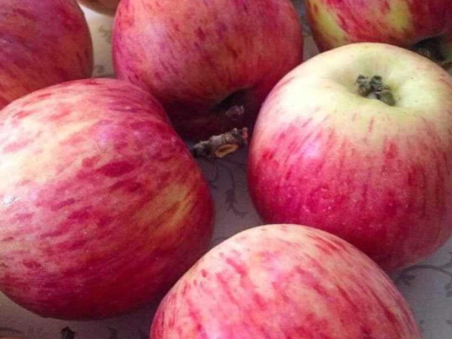 Осенняя полосатая яблоня - прекрасное описание и захватывающие фотографии