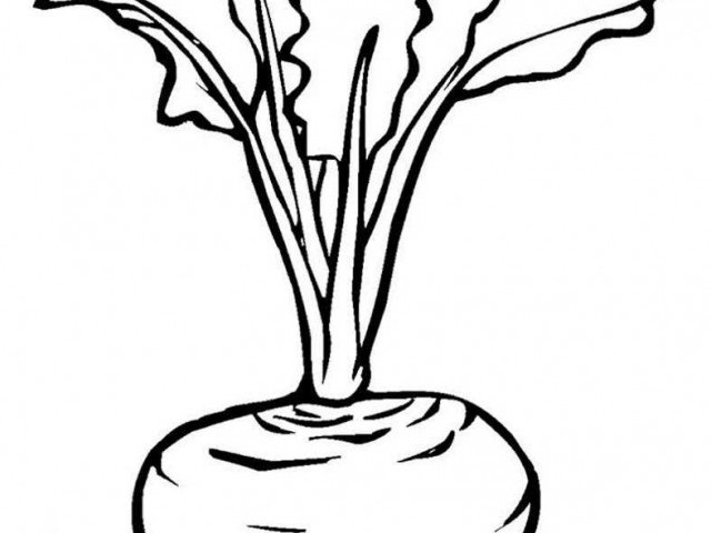 Как растет буряк - полный гайд с подробными иллюстрациями для начинающих садоводов