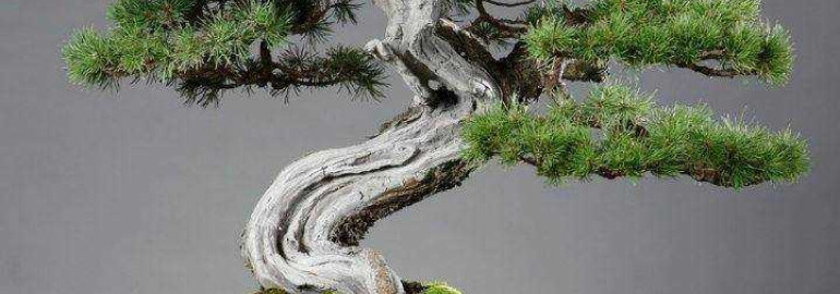 Искусство японского бонсай - создание миниатюрного мира природы