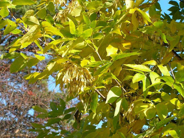 Фотографии дерева и листьев ясеня - красивые снимки природы, обнаженные ветви и осенние окраски