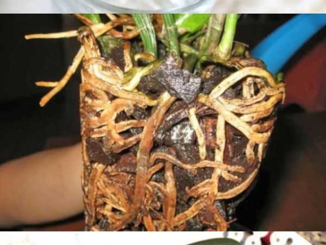 Как спасти орхидею после случайного залития водой и предотвратить ее гибель - полезные советы и рекомендации