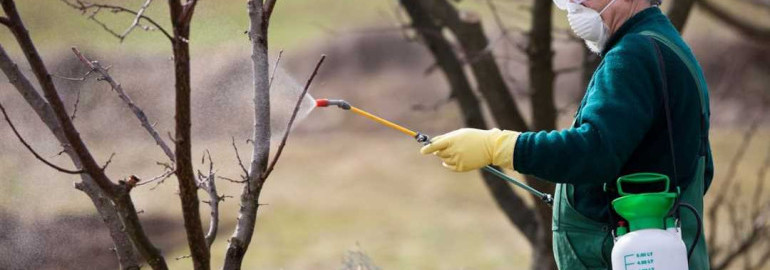 Эффективные методы защиты плодовых деревьев от вредителей - от борьбы с вредными насекомыми до предотвращения уничтожения урожая