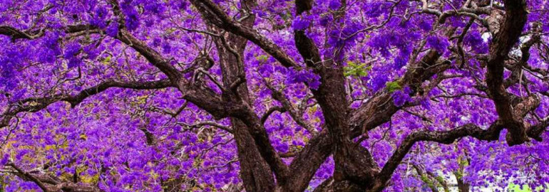 Удивительное дерево жакаранда - особенности и легенды, связанные с пышным цветением и затейливым листопадом