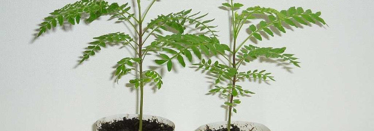 Как вырастить жакаранду из семян в домашних условиях - подробное руководство с фотографиями и пошаговой инструкцией