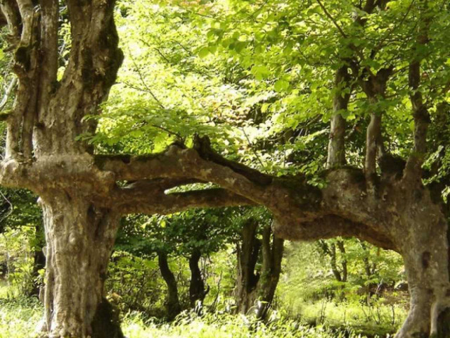 Железное дерево - необычное сочетание прочности и красоты в современном дизайне интерьера