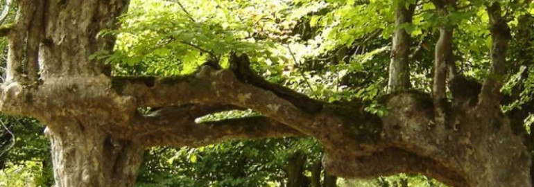 Железное дерево - необычное сочетание прочности и красоты в современном дизайне интерьера