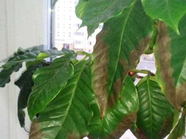 Почему листья кофейного дерева начинают желтеть и как с этим бороться