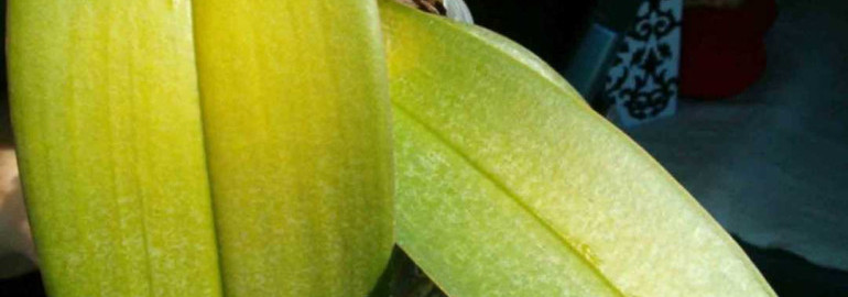Почему листья у орхидеи желтеют - причины и способы предотвращения