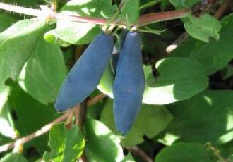 Жимолость голубое веретено - особенности выращивания и полезные свойства.