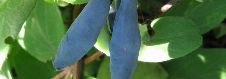 Жимолость голубое веретено - особенности выращивания и полезные свойства.