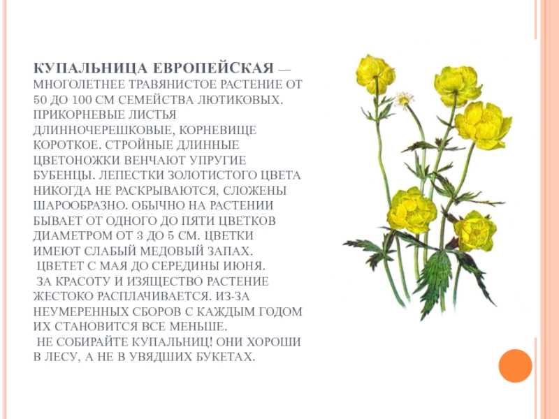 Цветок из лютиковых 5 букв: особенности и названия