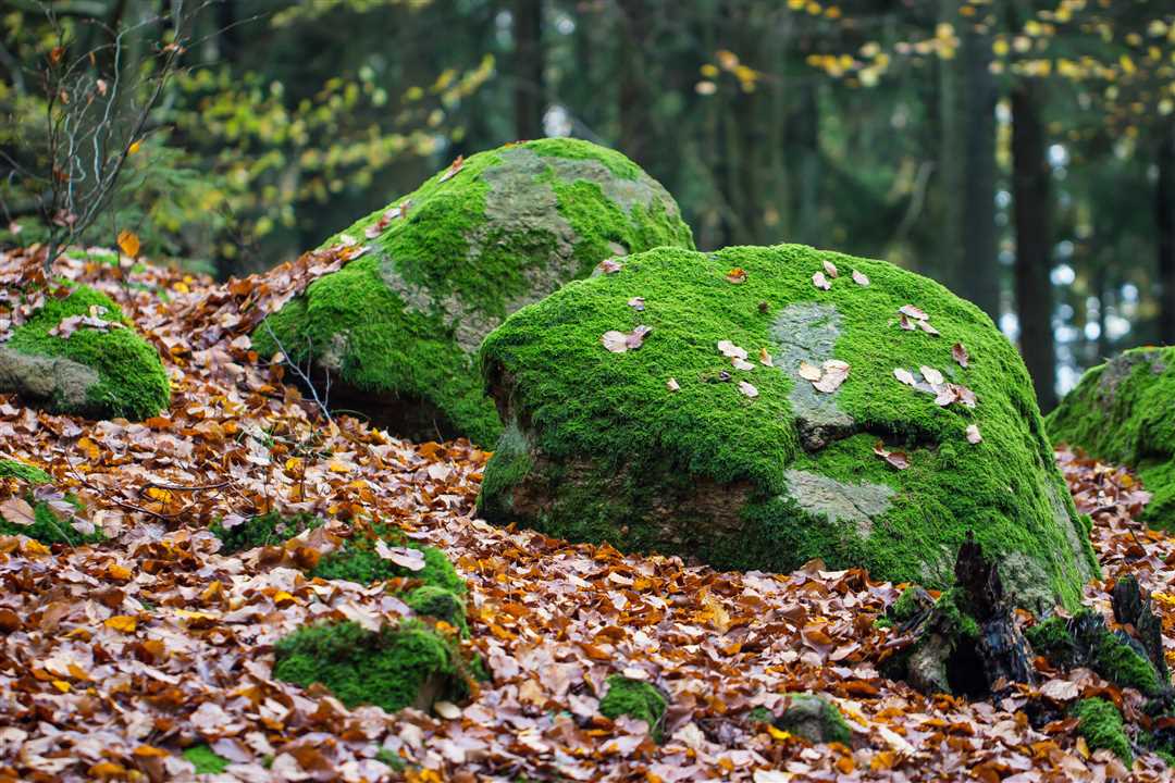 Мох на камнях: Зеленый ковер природы