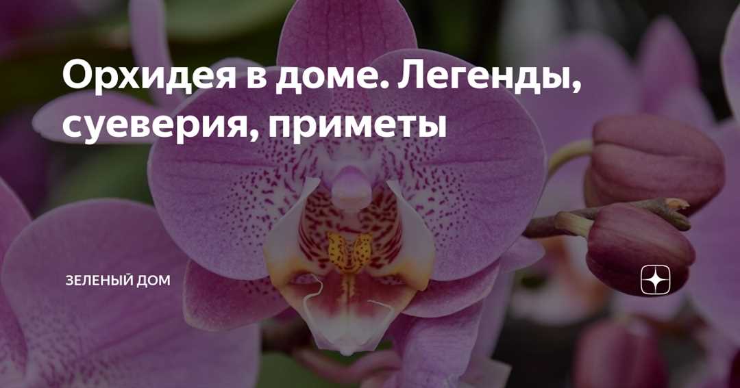 Орхидея в доме: польза или вред?
