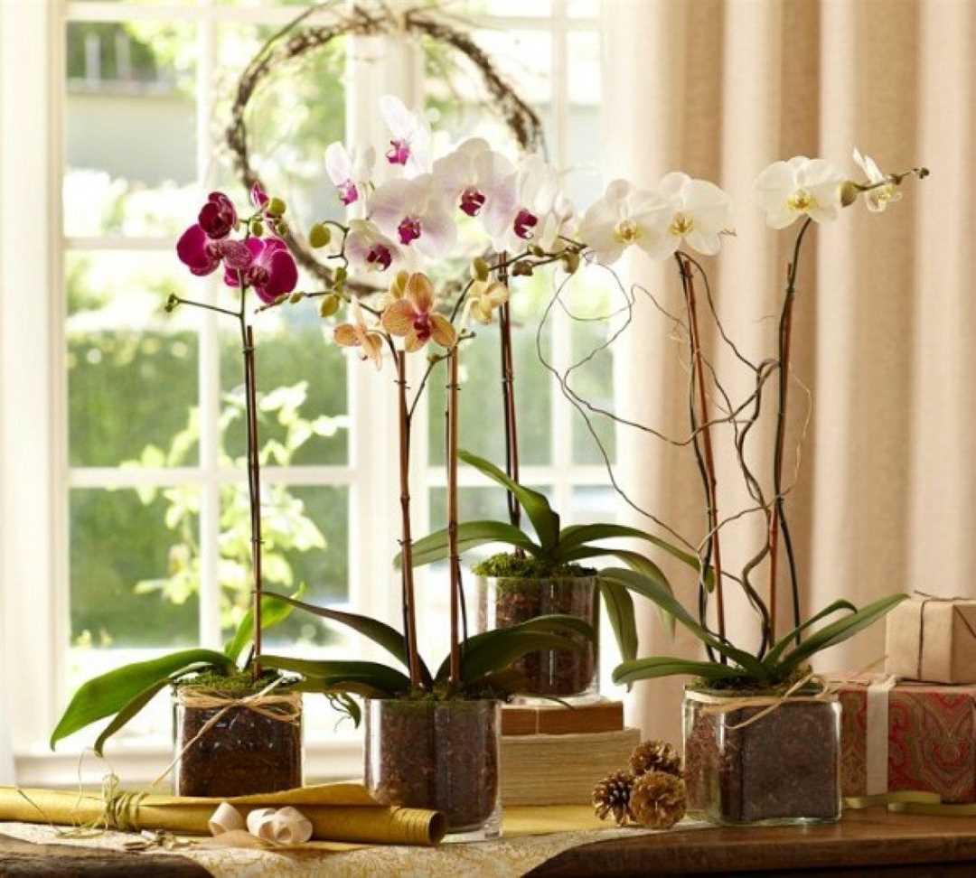 Преимущества и недостатки держания орхидей в спальне