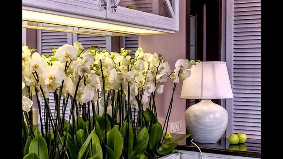 Можно ли держать орхидеи в спальне?