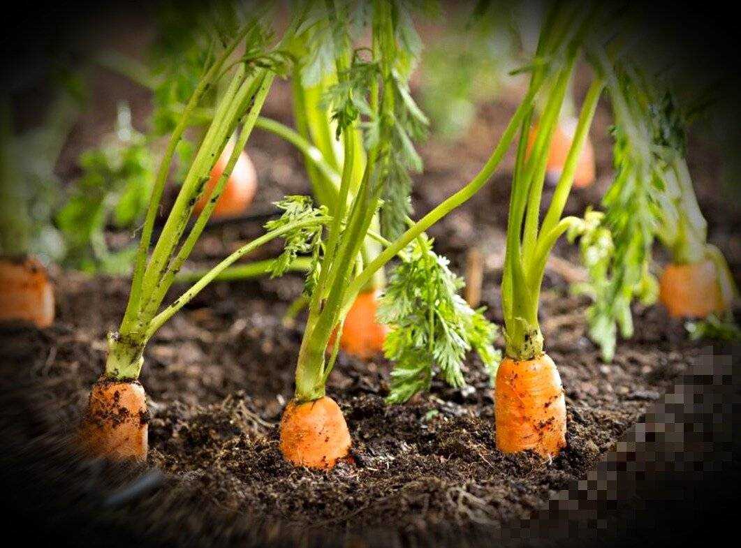 Проросшая морковь: советы по выбору