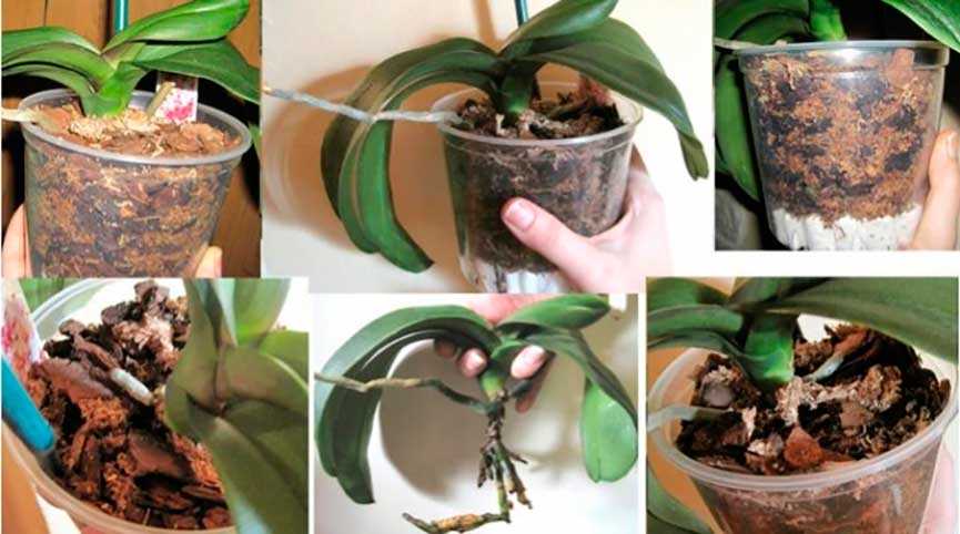 Когда можно пересаживать орхидею фаленопсис?