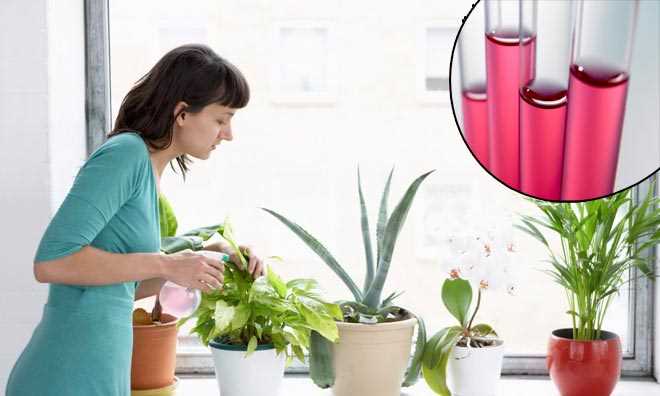 Можно ли поливать орхидею марганцовкой?