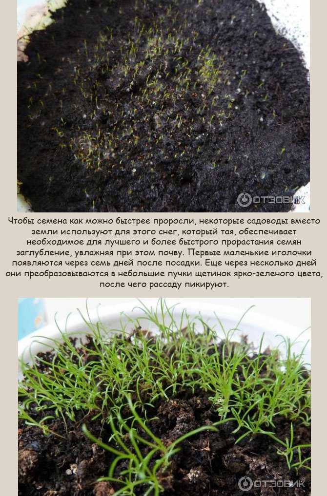Мшанка ирландский мох: особенности выращивания
