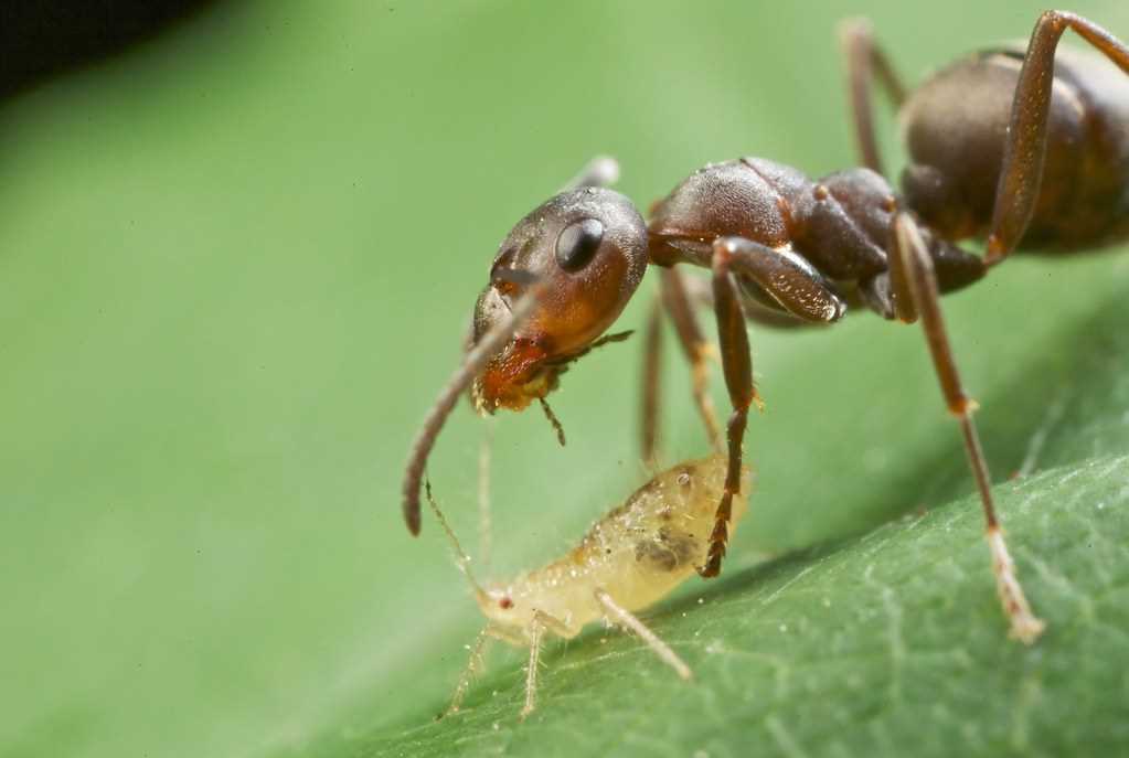 Зачем муравьи разводят тлю? Роль тлями в пищевой цепи муравьев
