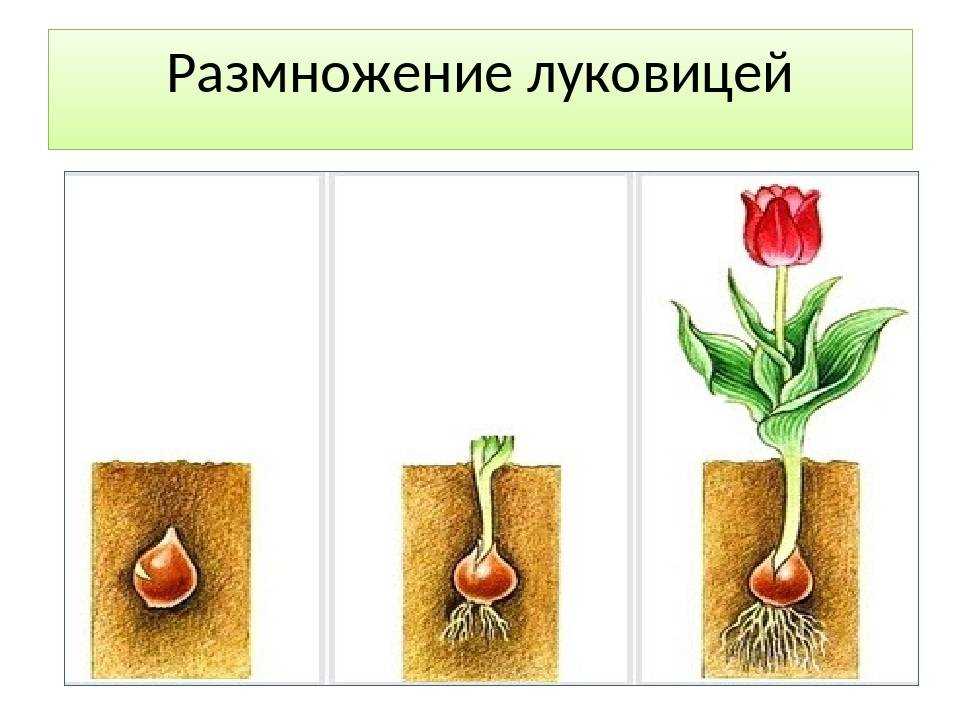 Болезни тюльпанов с фото