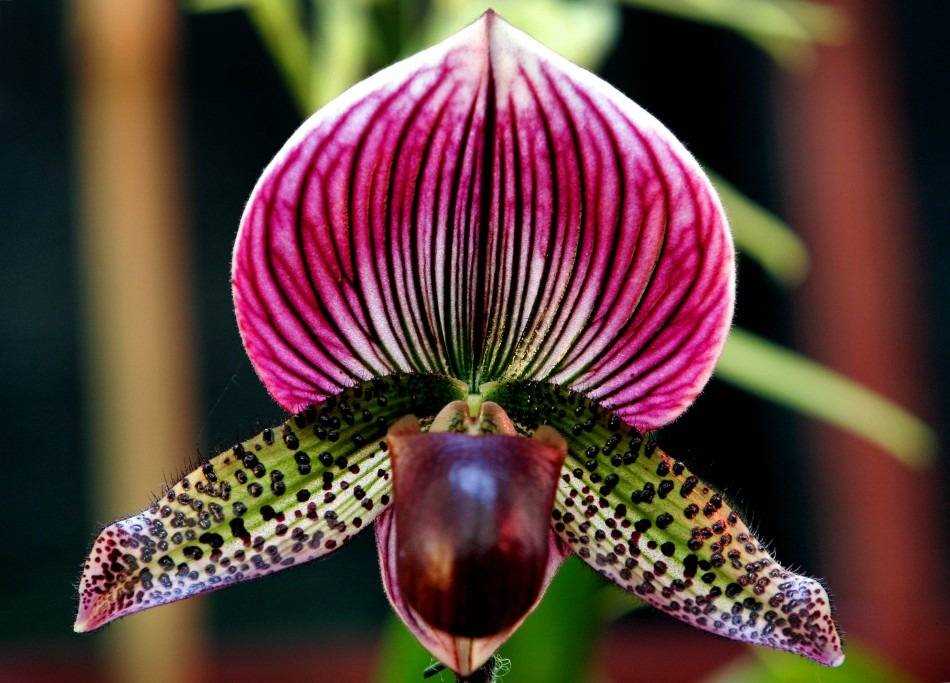 Орхидеи редкие виды