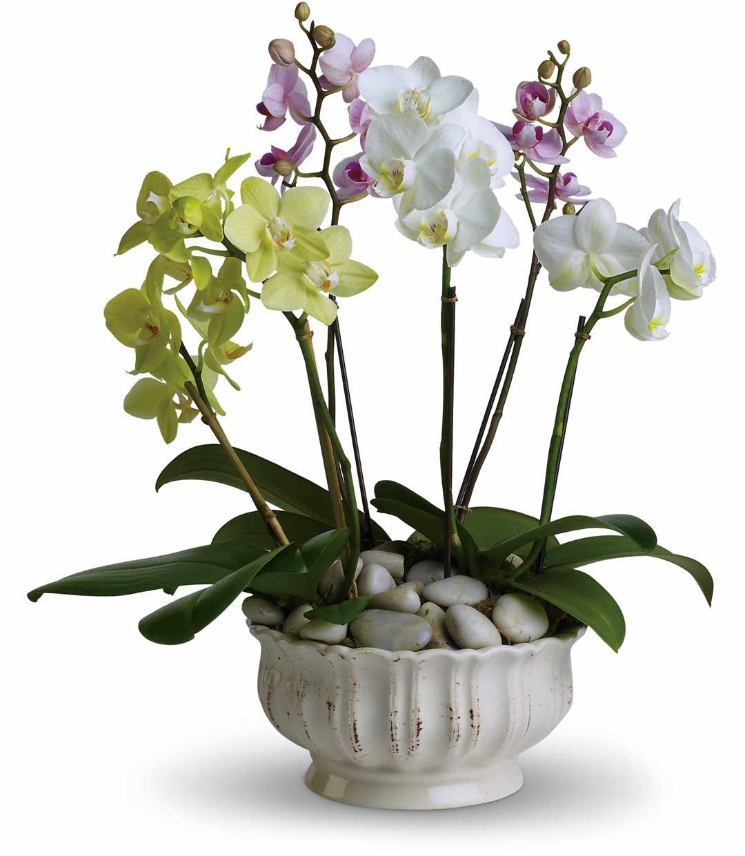 Создание композиции из орхидей и других растений в одном горшке: необычная подача