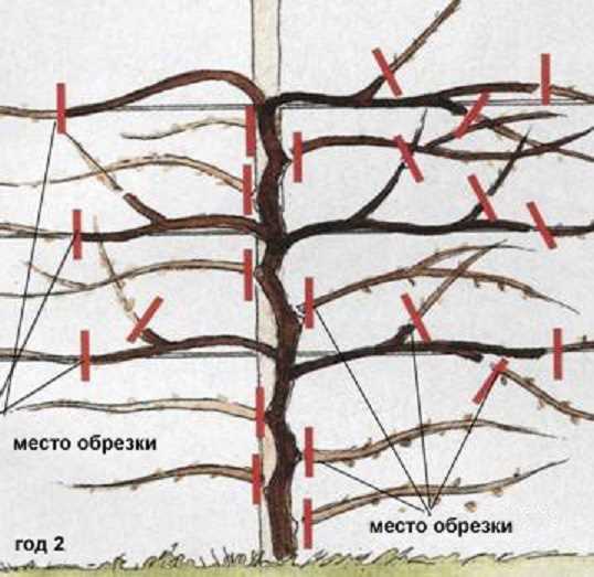 Обрезка актинидии в России