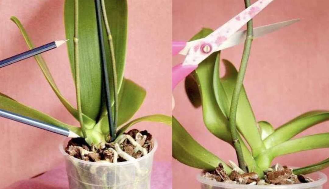 Лучшие инструменты для обрезки орхидей