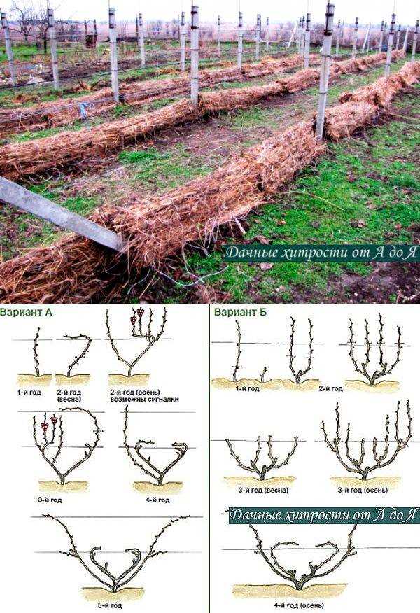 Обрезка винограда осенью фото: схема и примеры