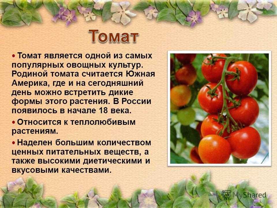 Какой плод у томата