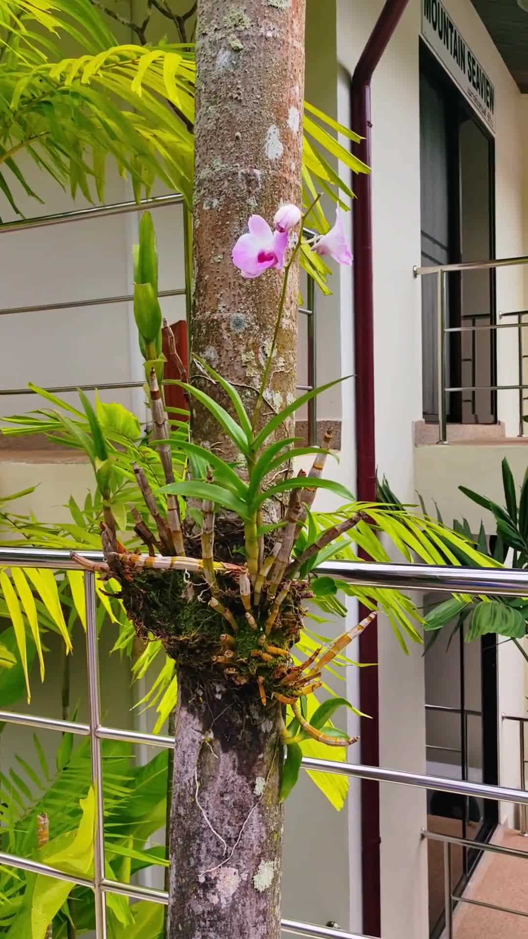 Орхидеи из Тайланда: экзотическое растение для великолепного декора