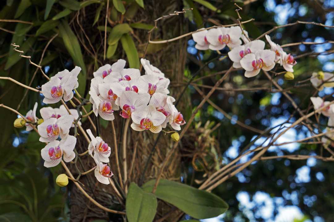 Орхидеи на деревьях: красота и уникальность симбиоза