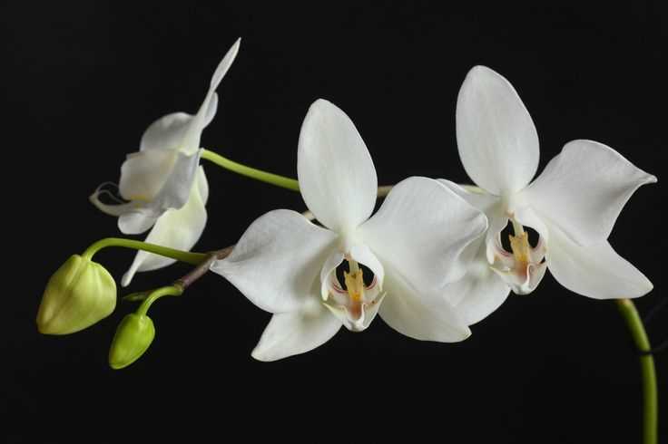 Почему влажность воздуха важна для орхидеи Aphrodite?