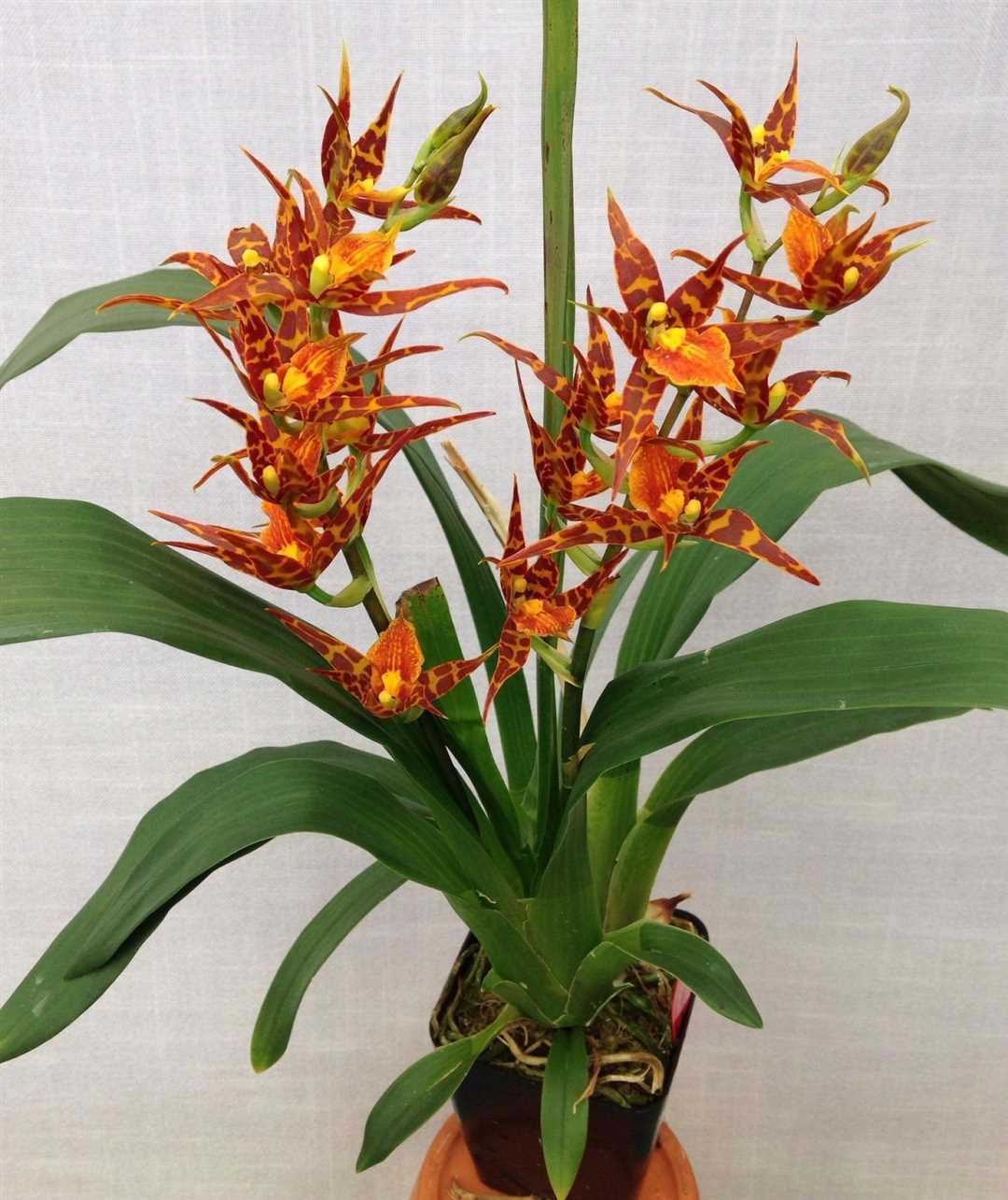Брассия орхидея фото – создайте свой уголок природы