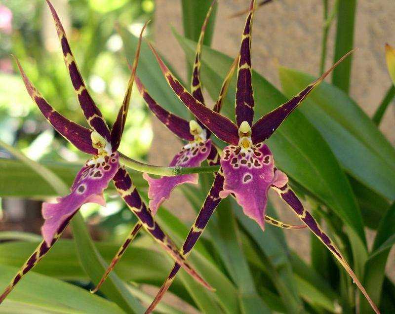 Фото белой орхидеи с фиолетовыми пятнами