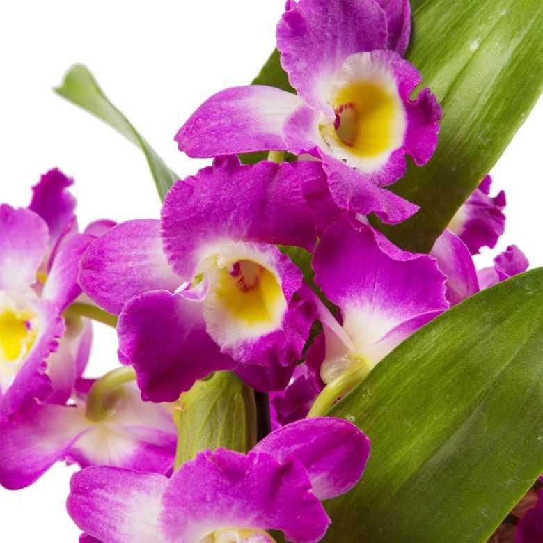 Сахарные орхидеи