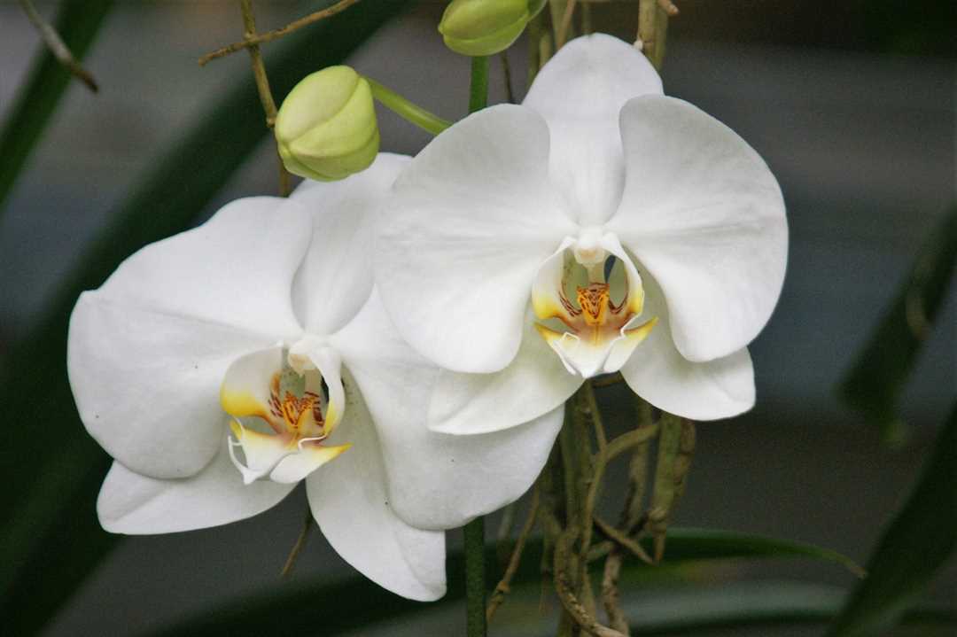 Как выбрать подходящую почву для белой орхидеи фаленопсис