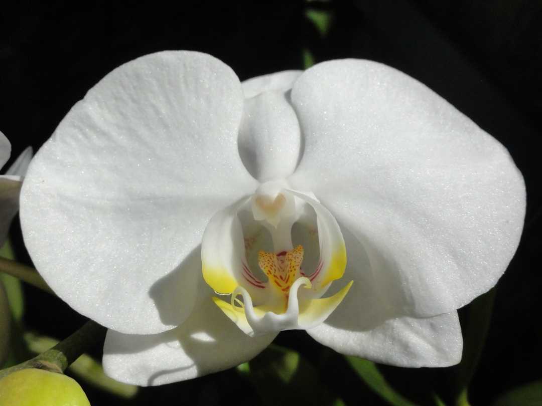 Полив белой орхидеи фаленопсис: основные правила и рекомендации