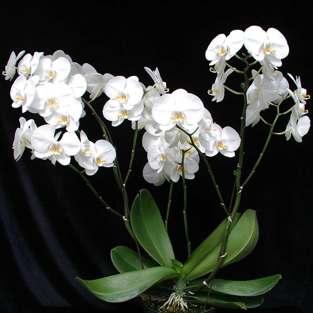 Температурный режим для белой орхидеи фаленопсис