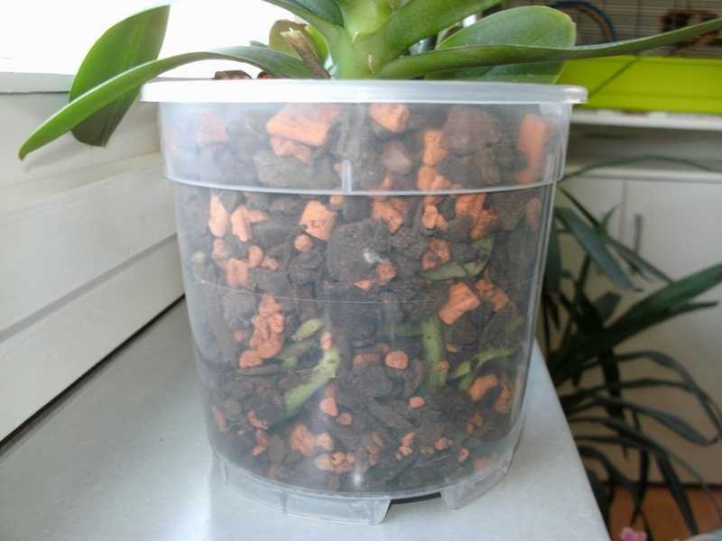 Почва для комнатной орхидеи