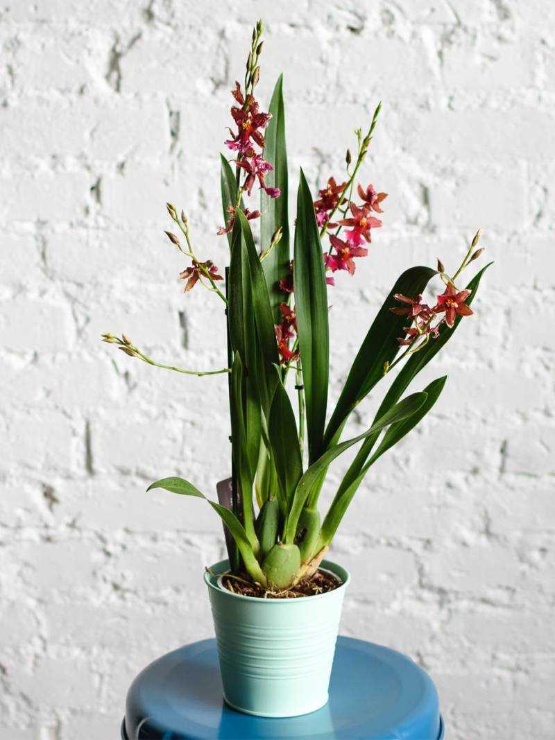 Орхидея cambria уход в домашних условиях