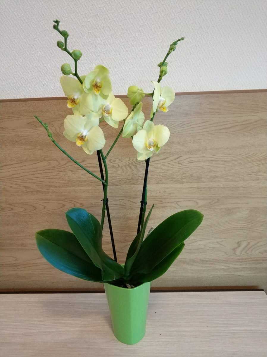 Орхидеи лимонного цвета фото