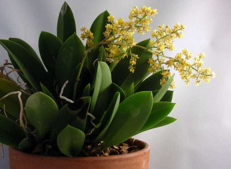 Орхидея онцидиум: секреты заботы в домашних условиях