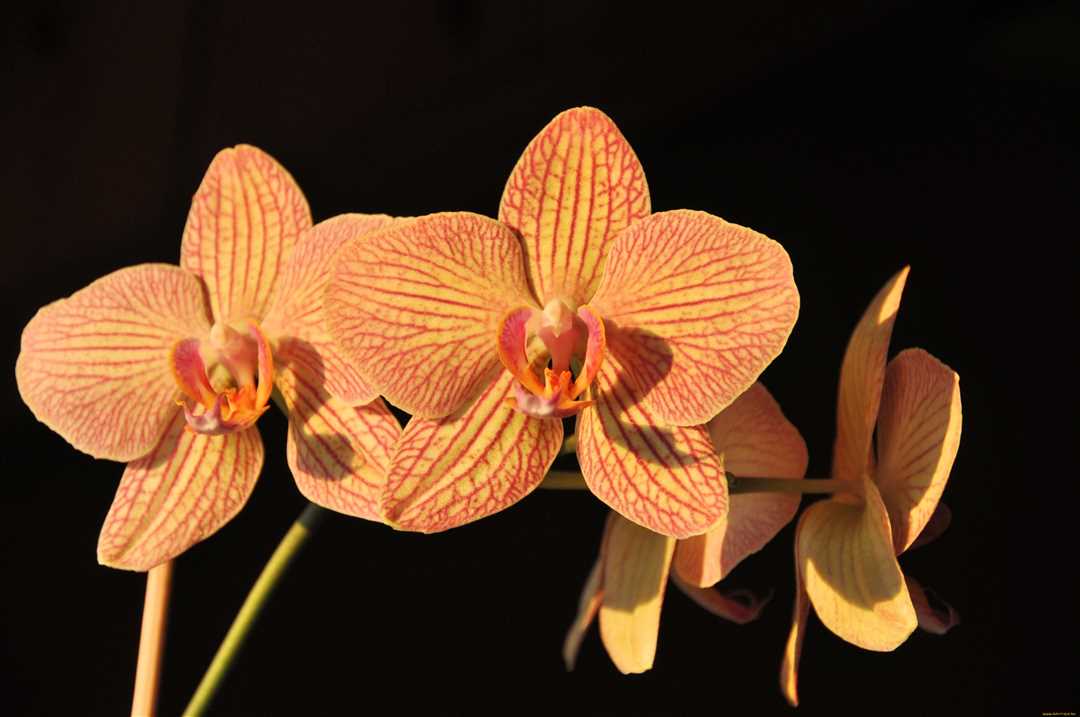 Фото оранжевых орхидей