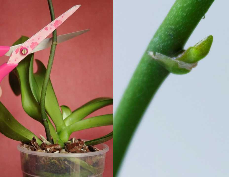 Когда орхидея отцвела: что делать со стеблем