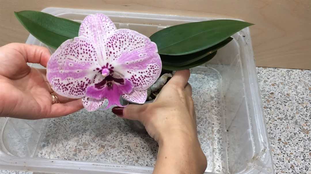 Фото орхидеи синголо №2