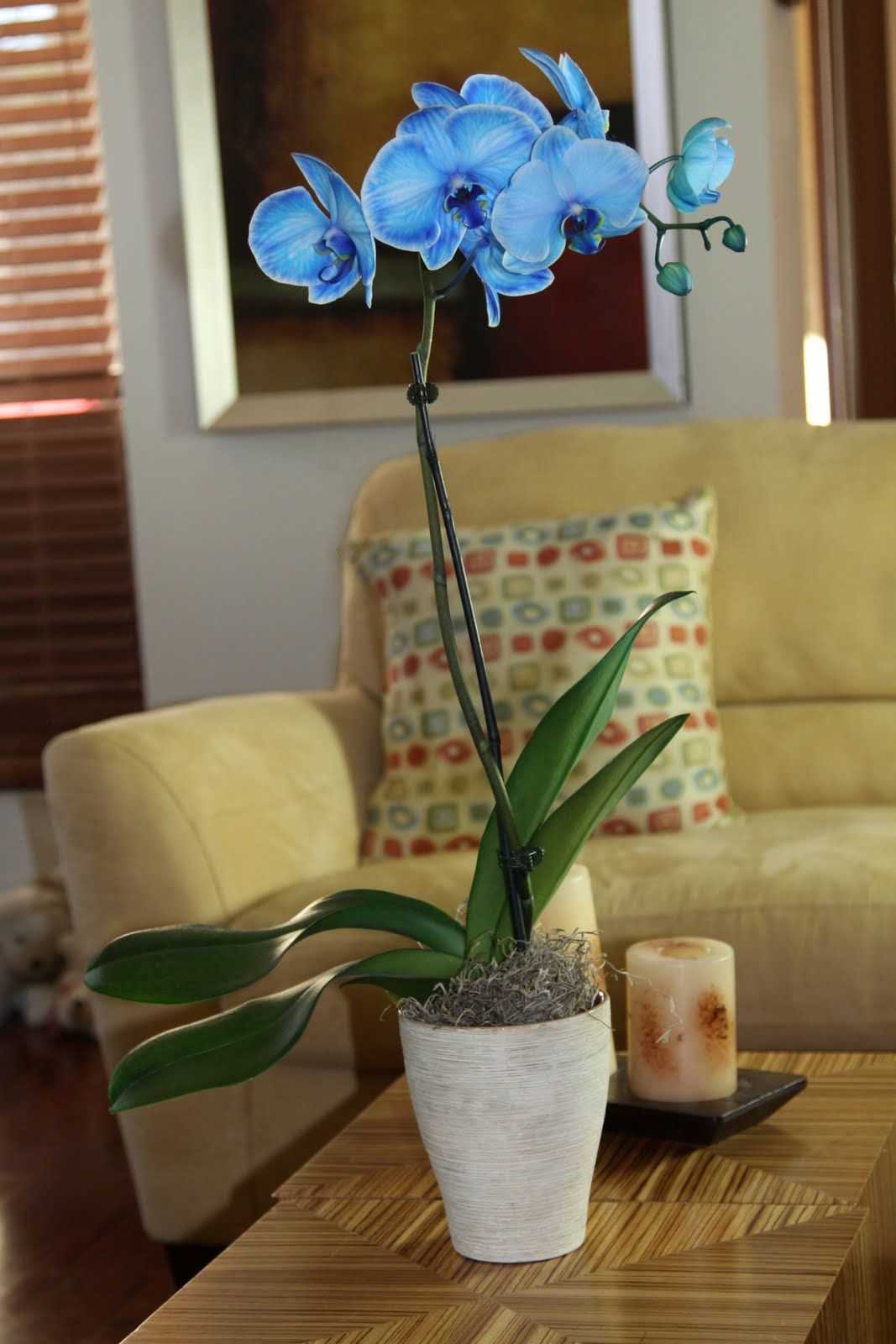 Уход за синей орхидеей