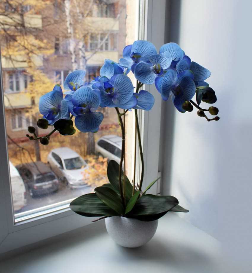 Орхидея набирает синий цвет: как ухаживать