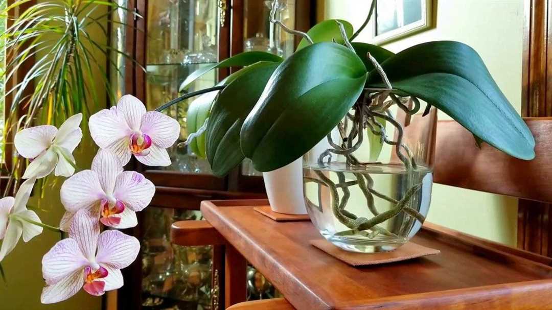 Уход за орхидеей весной